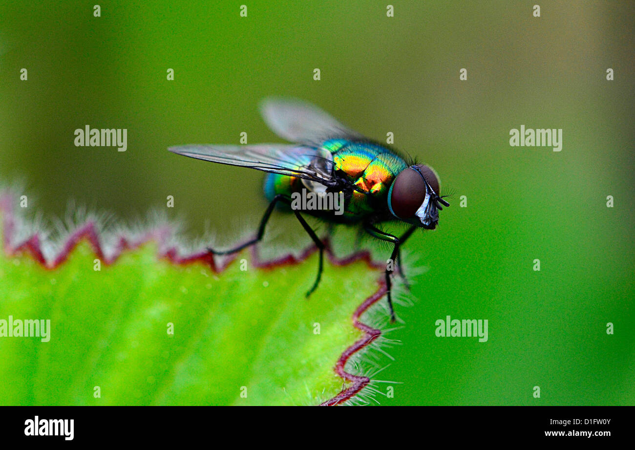 insects and flowers, South Africa Stock Photo