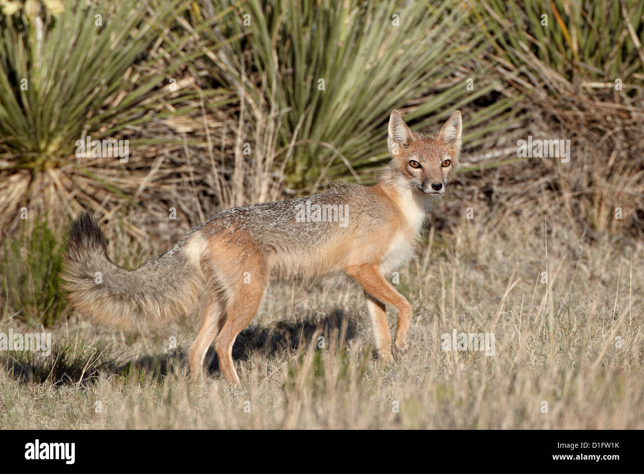 Swift fox (Vulpes velox) vixen heading out to hunt, Pawnee National Grassland, Colorado, United States of America, North America Stock Photo