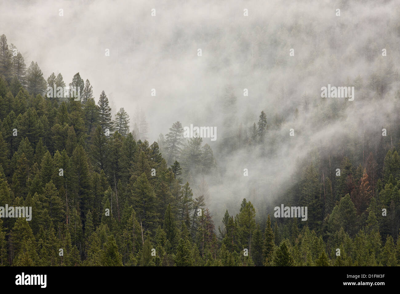 Fog among evergreens, Yellowstone National Park, UNESCO World Heritage Site, Wyoming, United States of America, North America Stock Photo
