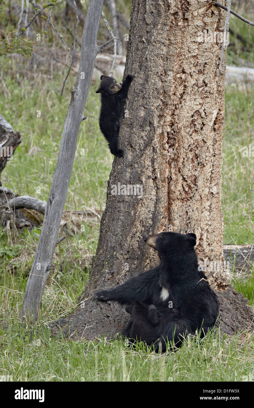 Black bear (Ursus americanus) sow and two cubs, Yellowstone National Park, Wyoming, USA Stock Photo