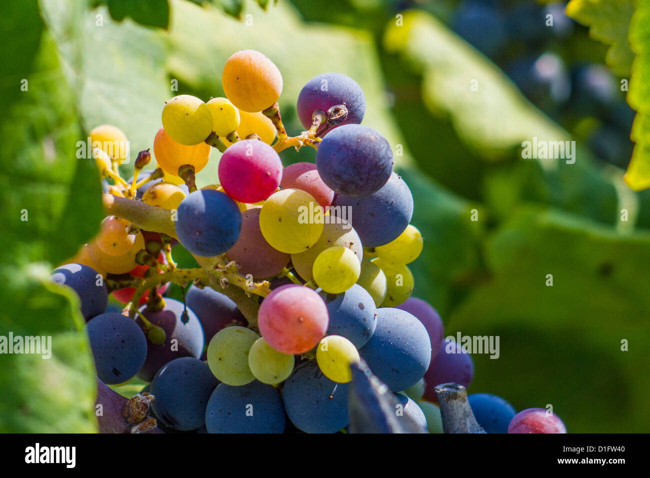 Multicolor Grape Stock Photo
