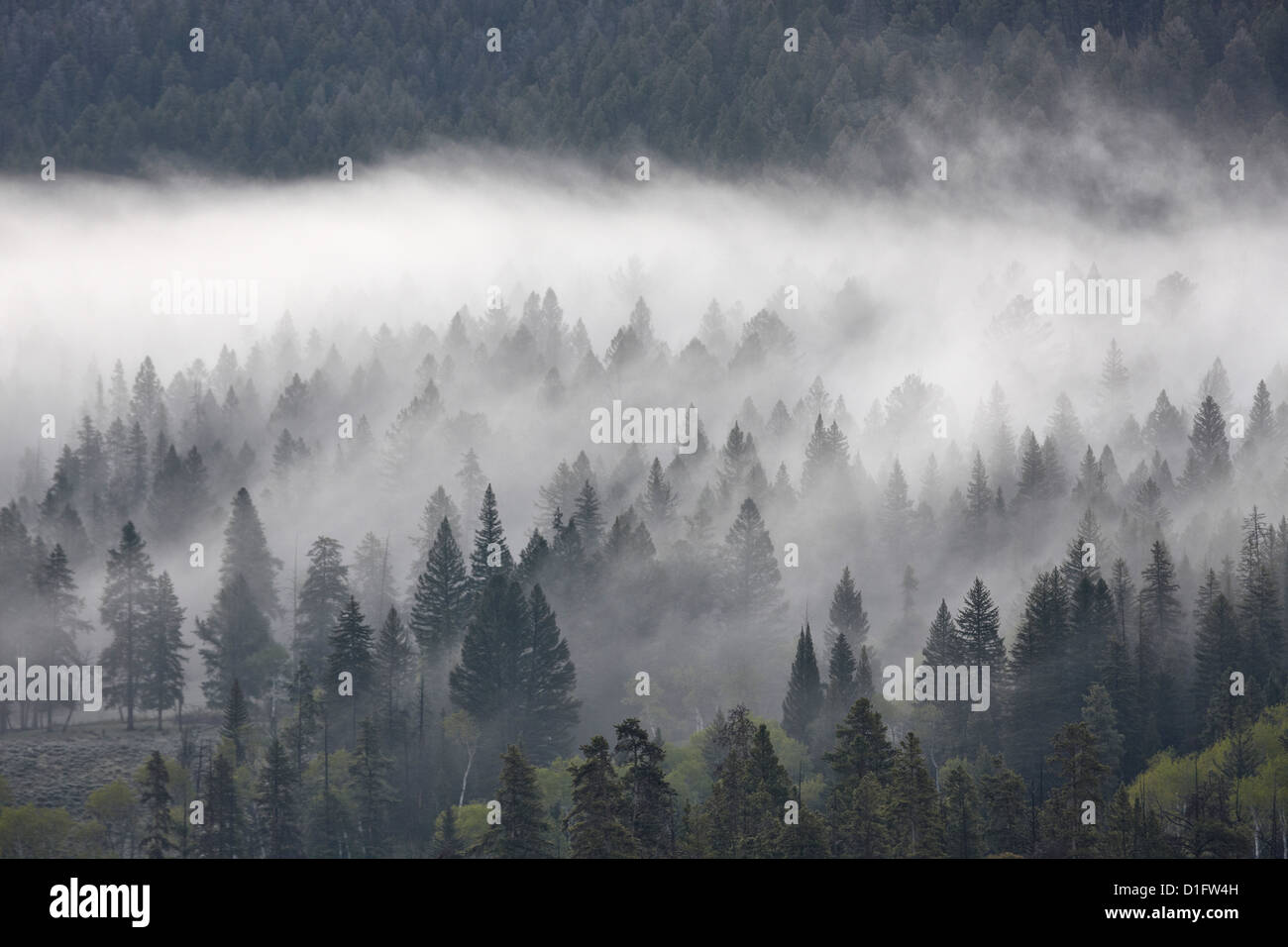 Fog mingling with evergreen trees, Yellowstone National Park, Wyoming, United States of America, North America Stock Photo