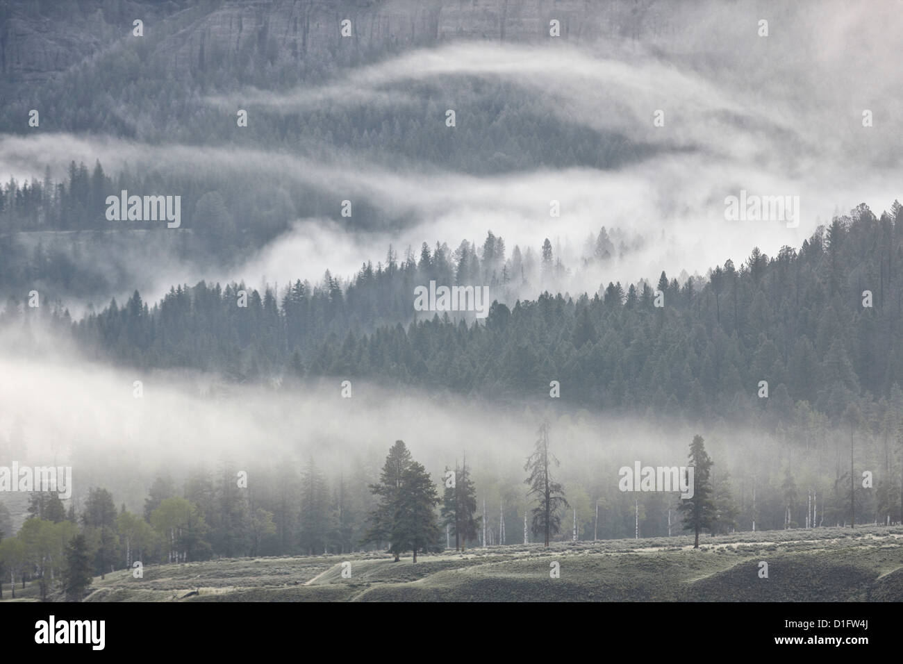 Fog mingling with evergreen trees, Yellowstone National Park, Wyoming, United States of America, North America Stock Photo