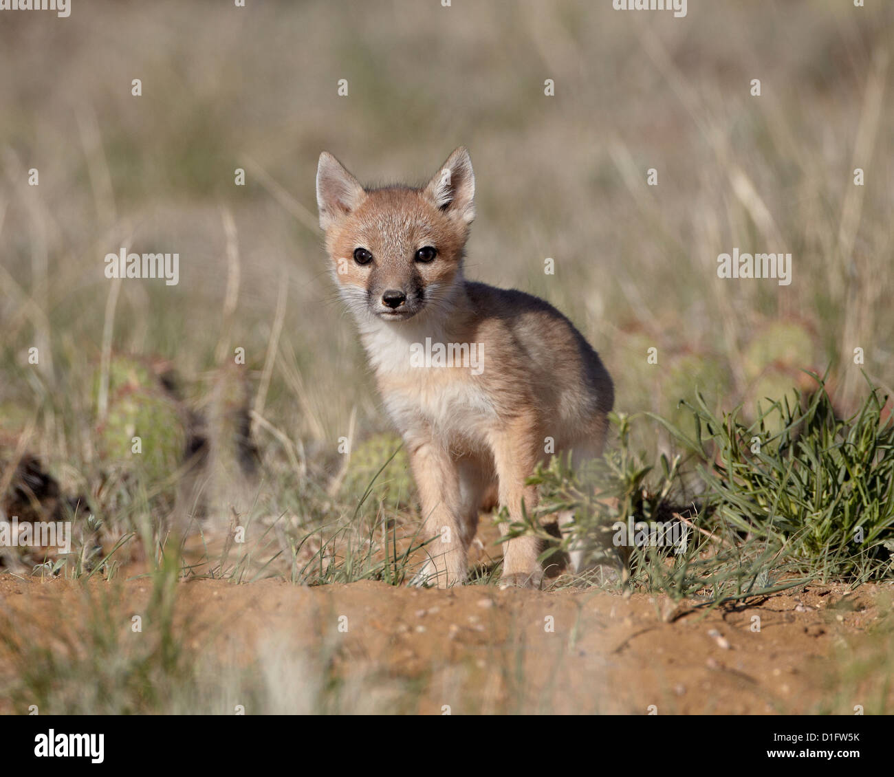 Swift fox (Vulpes velox) kit, Pawnee National Grassland, Colorado