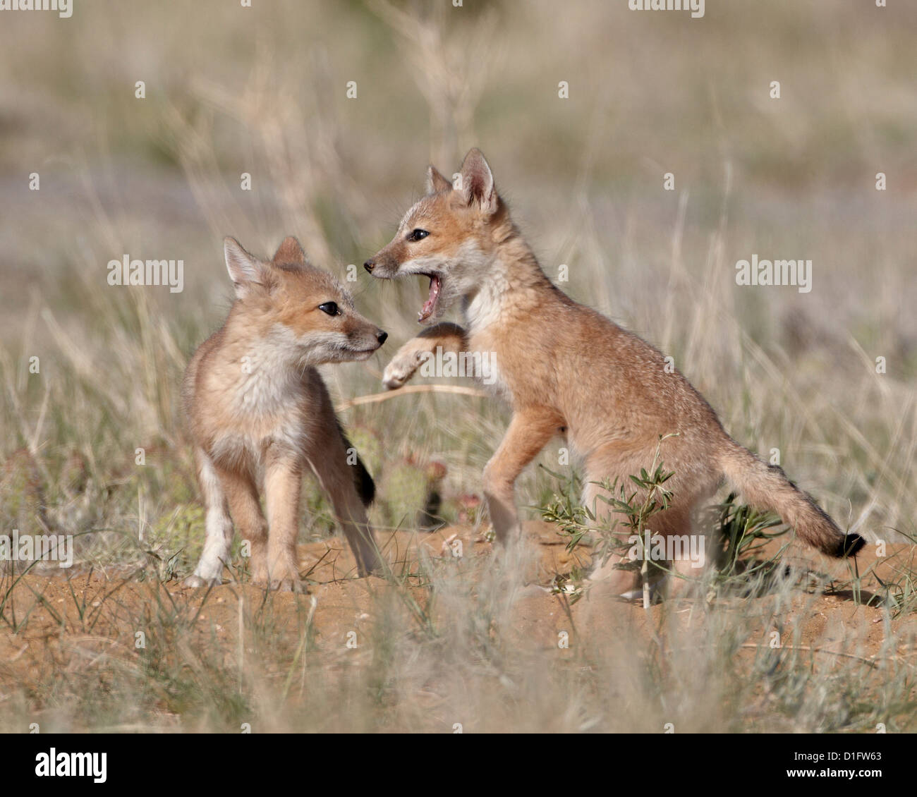 Swift fox (Vulpes velox) kits playing, Pawnee National Grassland, Colorado, United States of America, North America Stock Photo