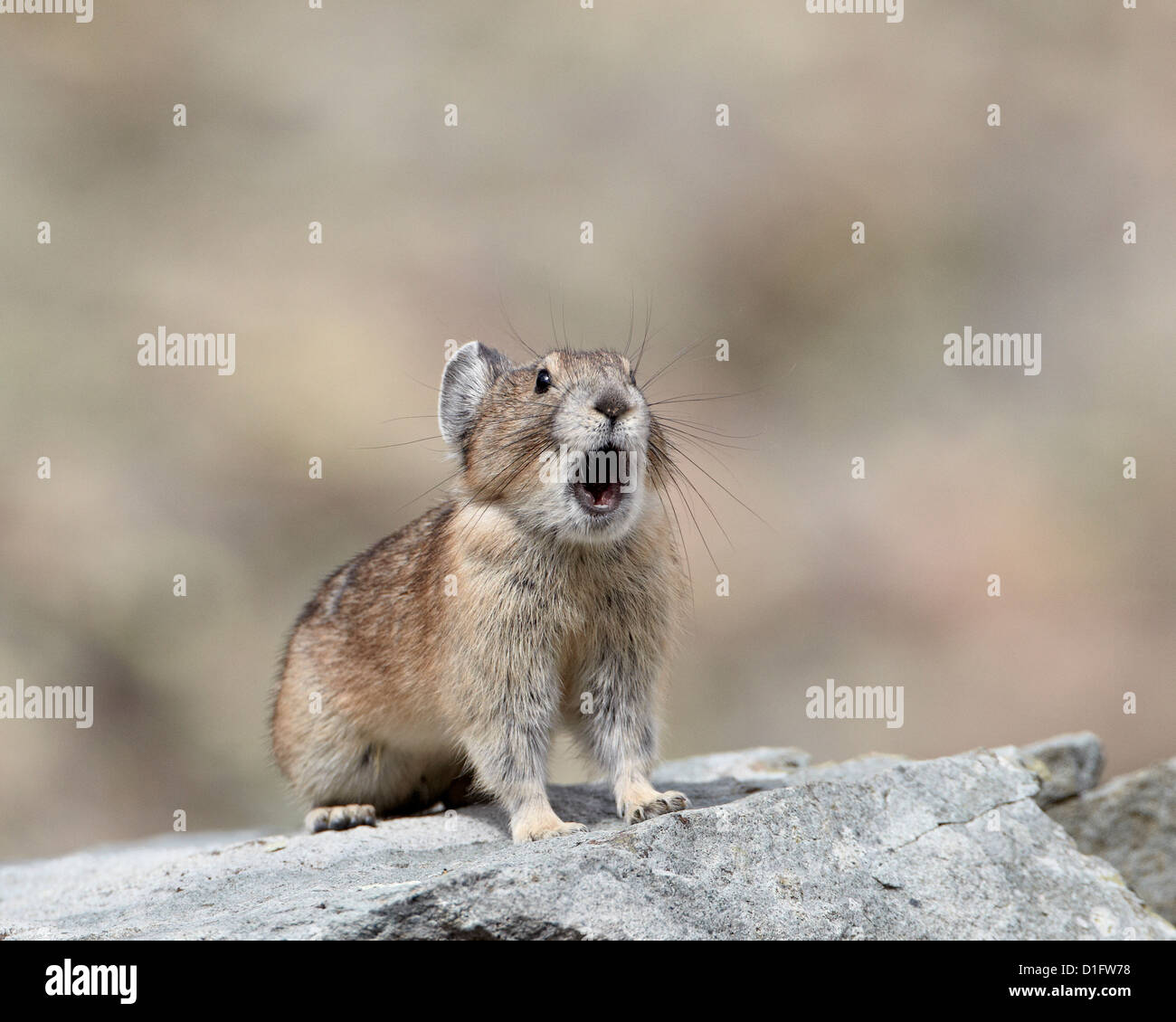 American pika hi-res stock photography and images - Alamy