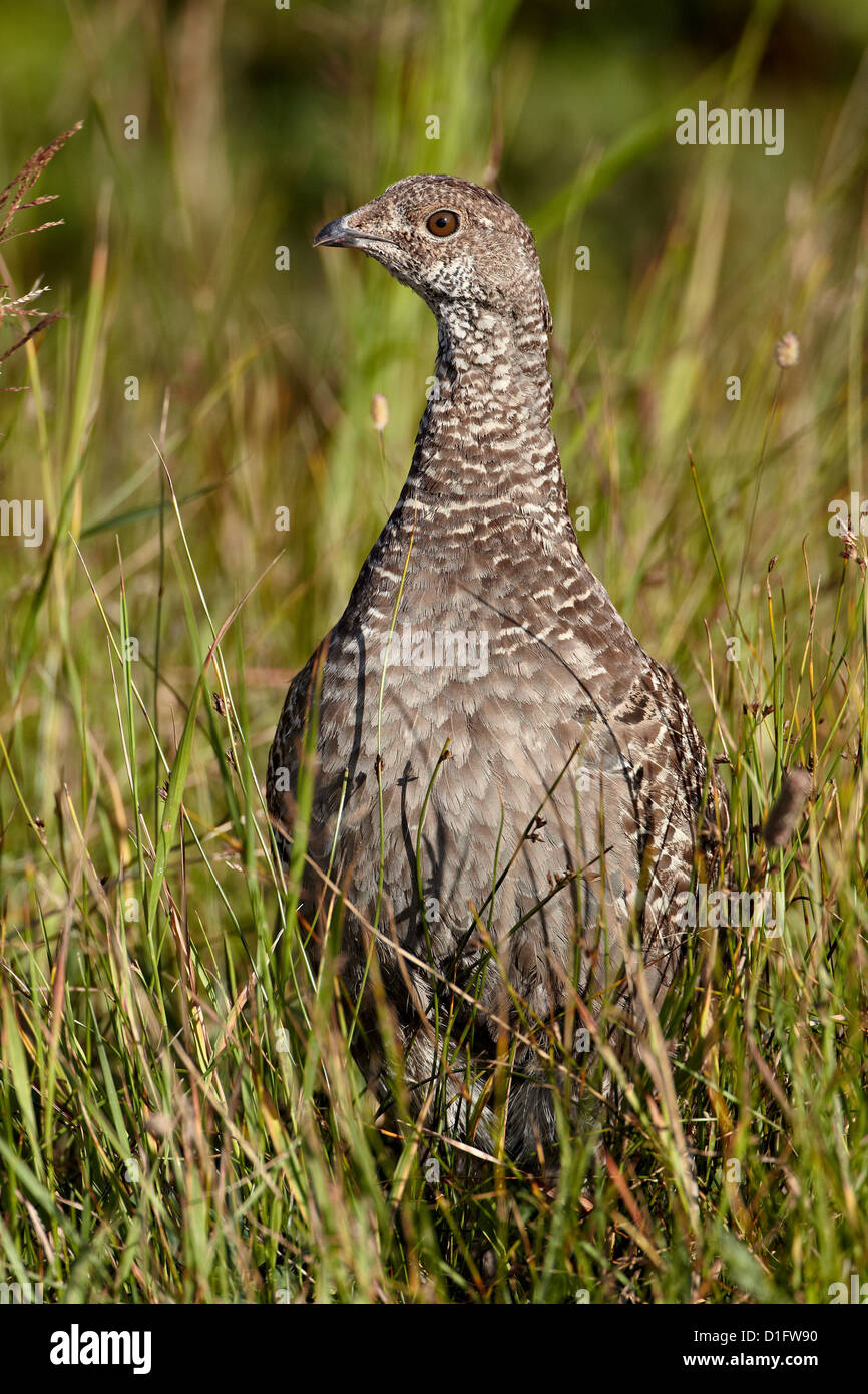 Dusky grouse (blue grouse) (Dendragapus obscurus) hen, Glacier National Park, Montana, United States of America, North America Stock Photo