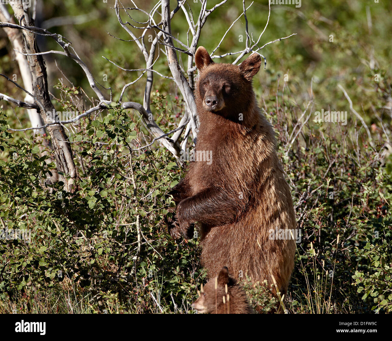 Cinnamon black bear (Ursus americanus) sow and cub of the year, Glacier National Park, Montana, United States of America Stock Photo