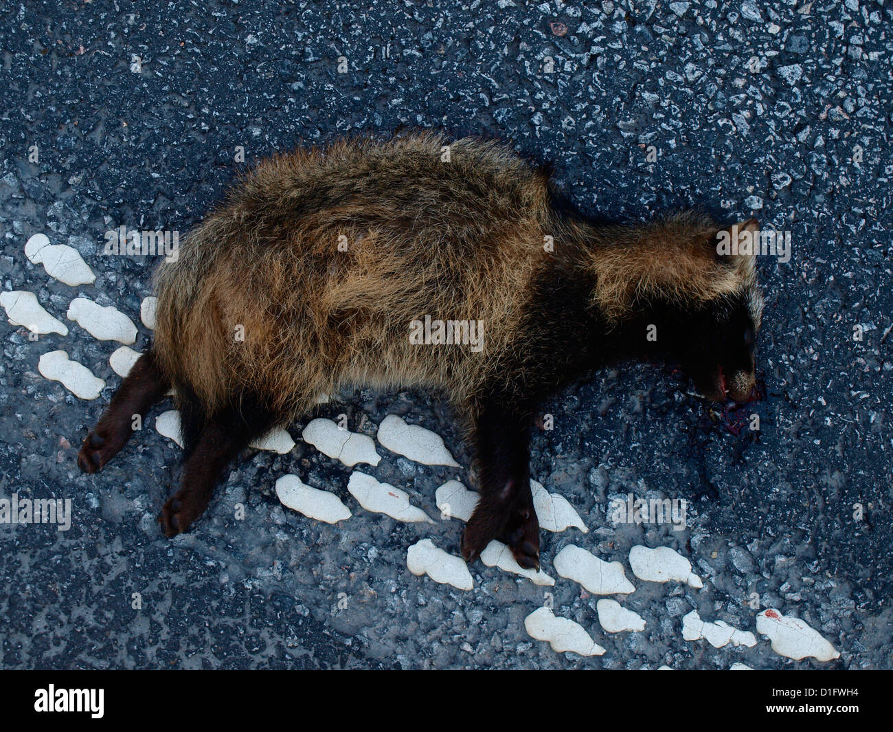 killed racoon dog on the road Stock Photo