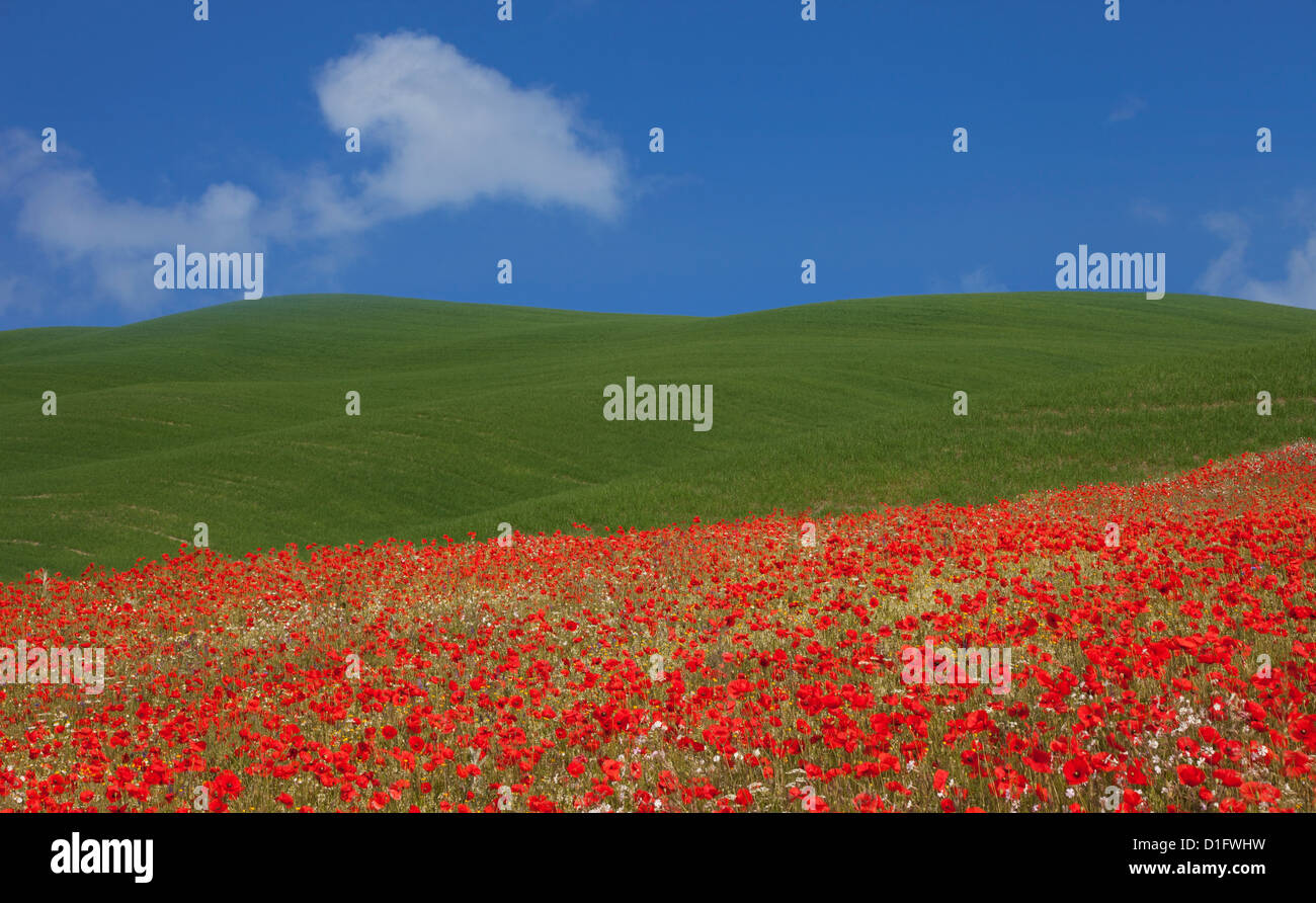 Green hills and red poppies near Pienza, Tuscany, Italy, Europe Stock Photo