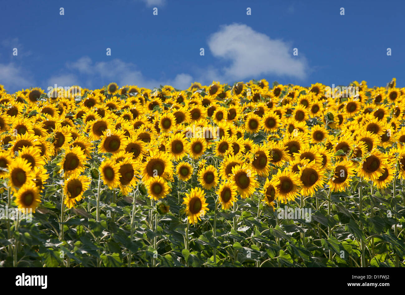 Sunflower Field In Italy High Resolution Stock Photography And Images Alamy