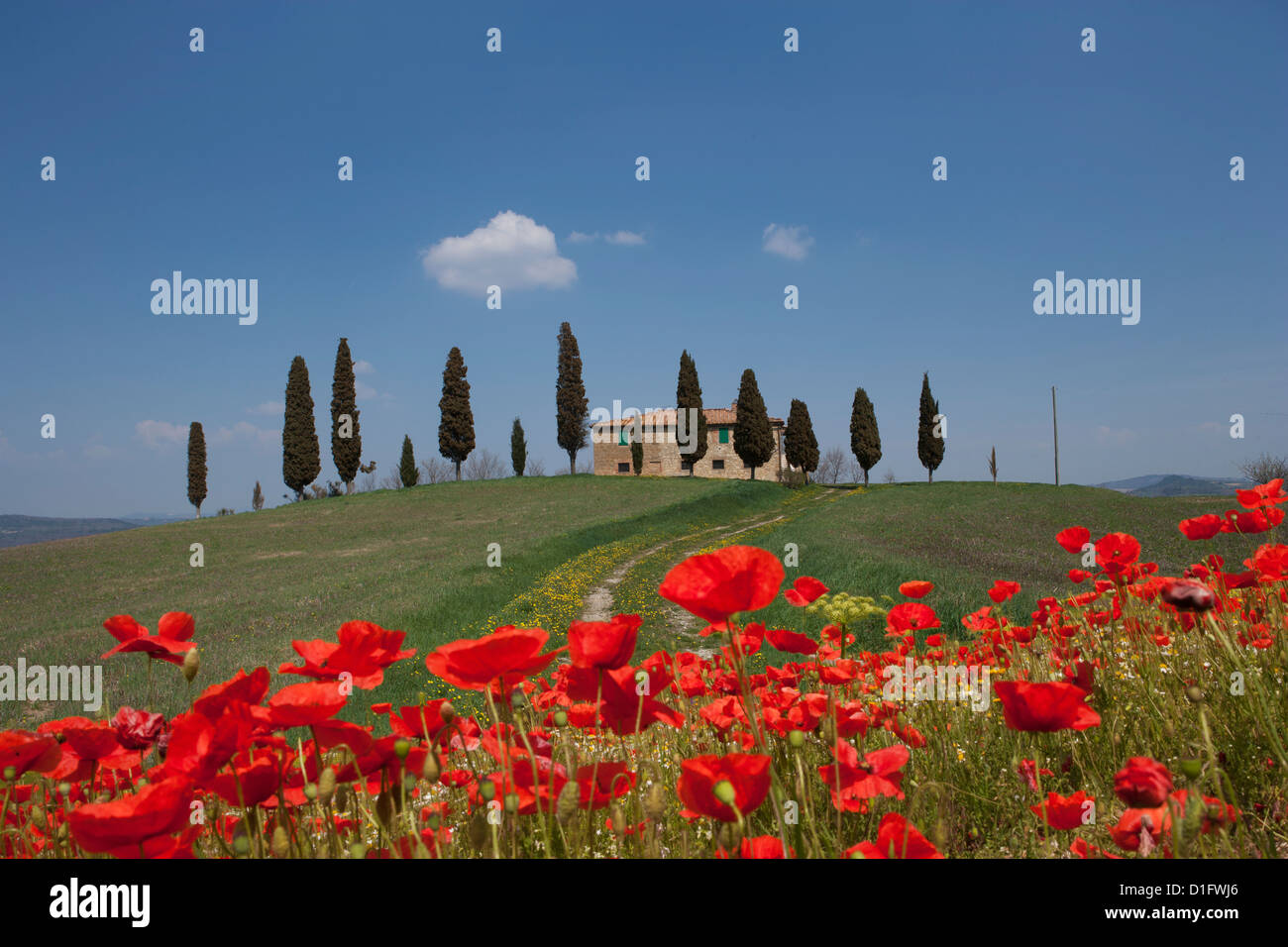 Country home and poppies, near Pienza, Tuscany, Italy, Europe Stock Photo