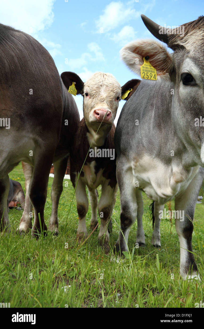 Extremely happy Cows in the Swiss Alps, Switzerland Stock Photo - Alamy