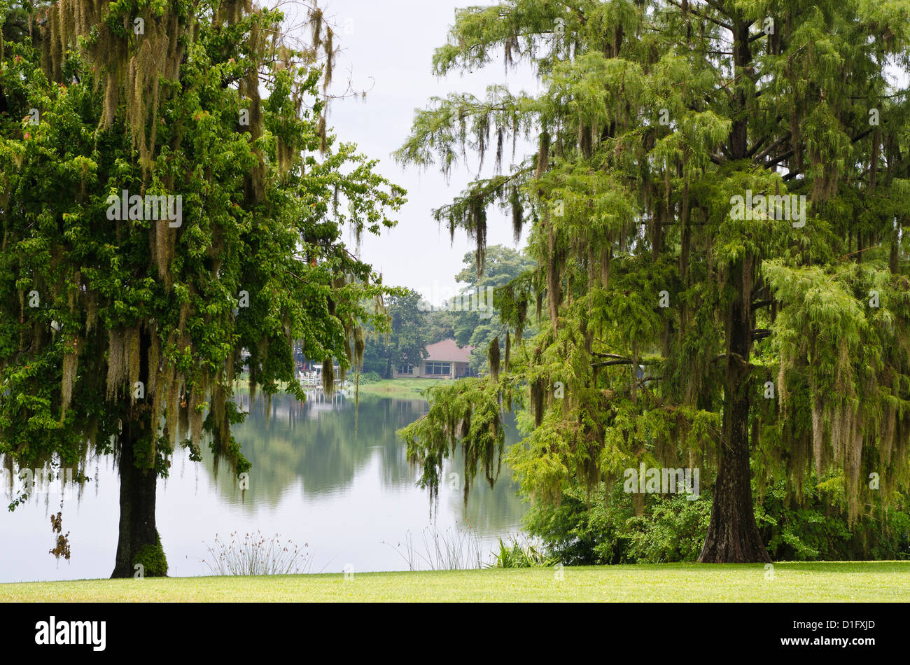 Spanish moss, Orlando, Florida, United States of America, North America