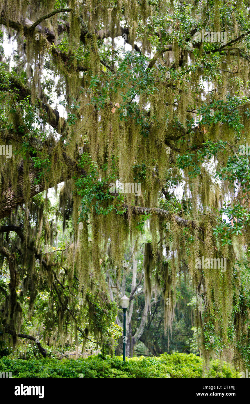 Spanish moss, Orlando, Florida, United States of America, North America Stock Photo