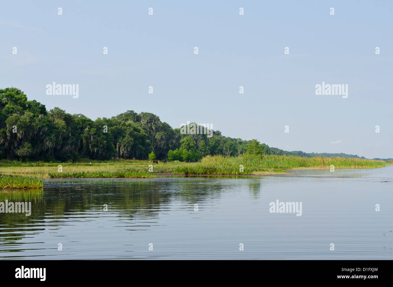 Everglades, UNESCO World Heritage Site, Florida, United States of America, North America Stock Photo