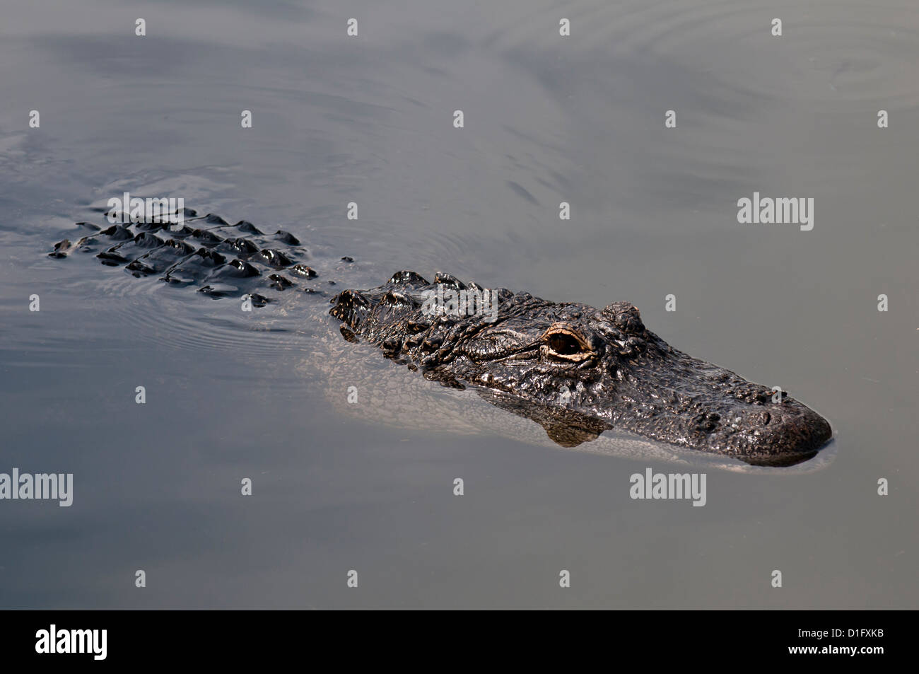 American alligator (Alligator mississippiensis), Everglades, Florida, United States of America, North America Stock Photo
