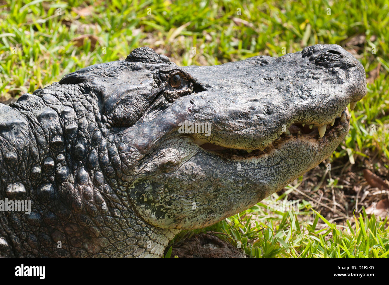 American alligator (Alligator mississippiensis), Everglades, Florida, United States of America, North America Stock Photo