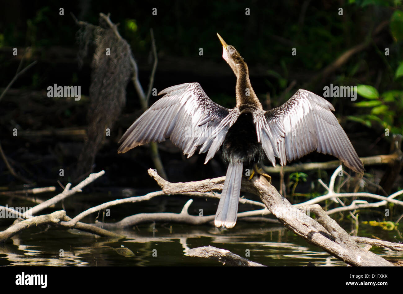 Anhinga (Anhinga anhinga), Everglades, UNESCO World Heritage Site, Florida, United States of America, North America Stock Photo