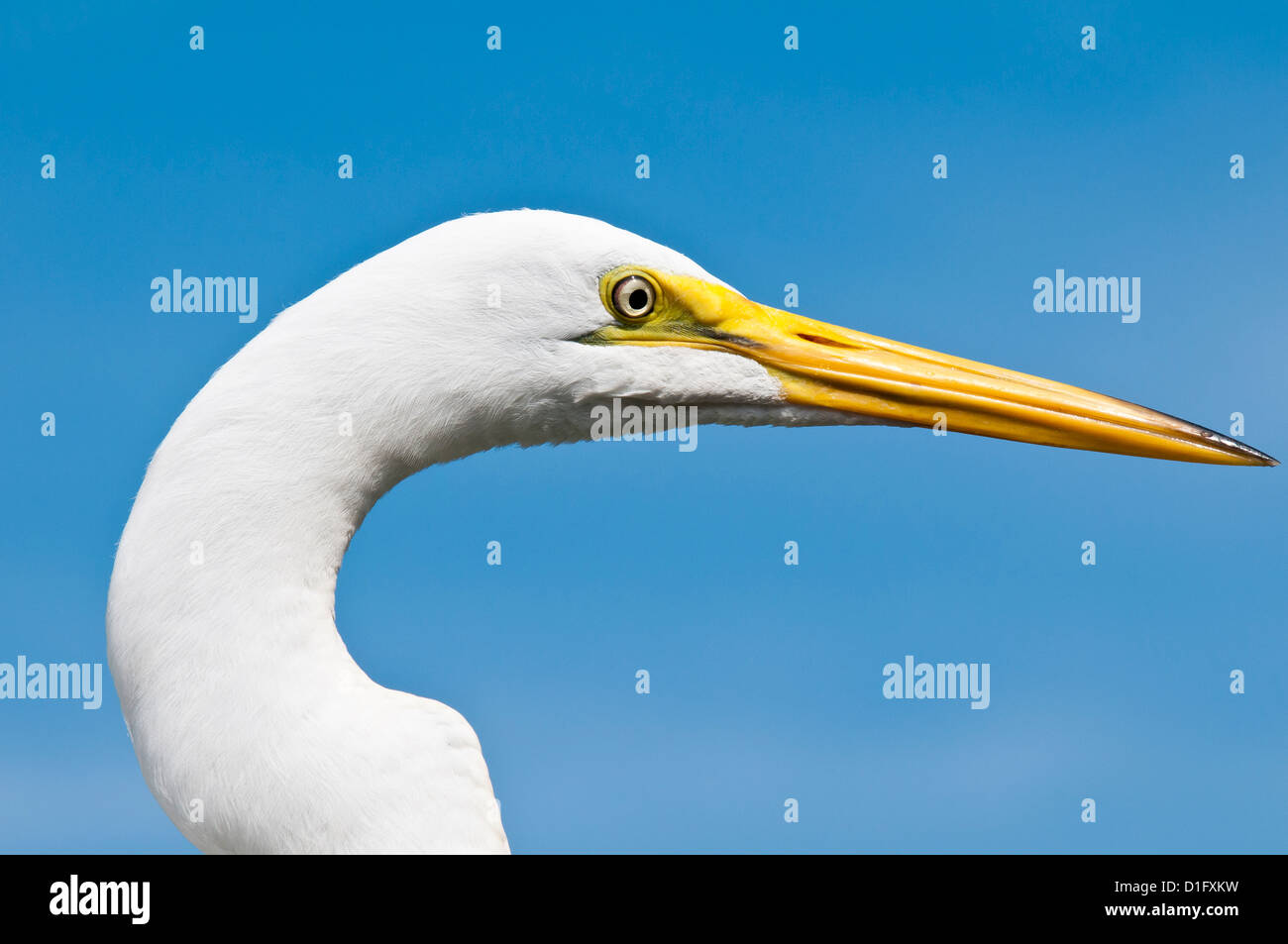 Great egret (Ardea alba), Everglades, Florida, United States of America, North America Stock Photo