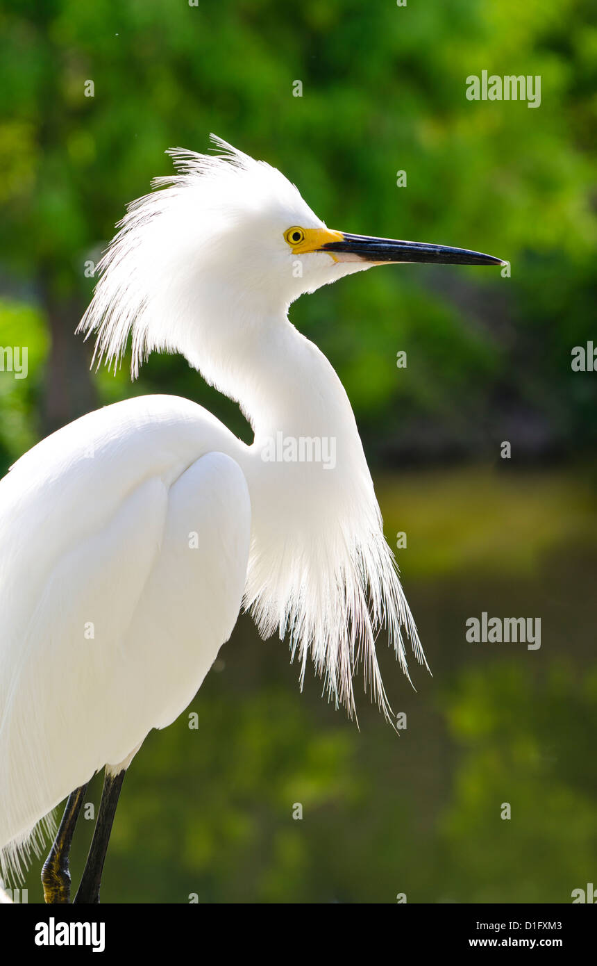 Snowy egret (Egretta thula), Everglades, Florida, United States of America, North America Stock Photo