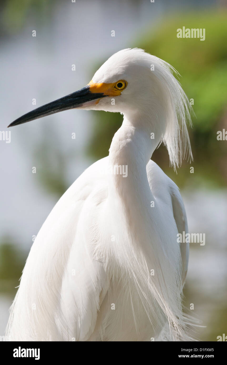 Snowy egret (Egretta thula), Everglades, Florida, United States of America, North America Stock Photo