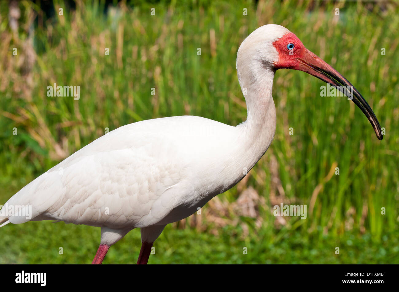 White ibis (Eudocimus albus), Everglades, Florida, United States of America, North America Stock Photo