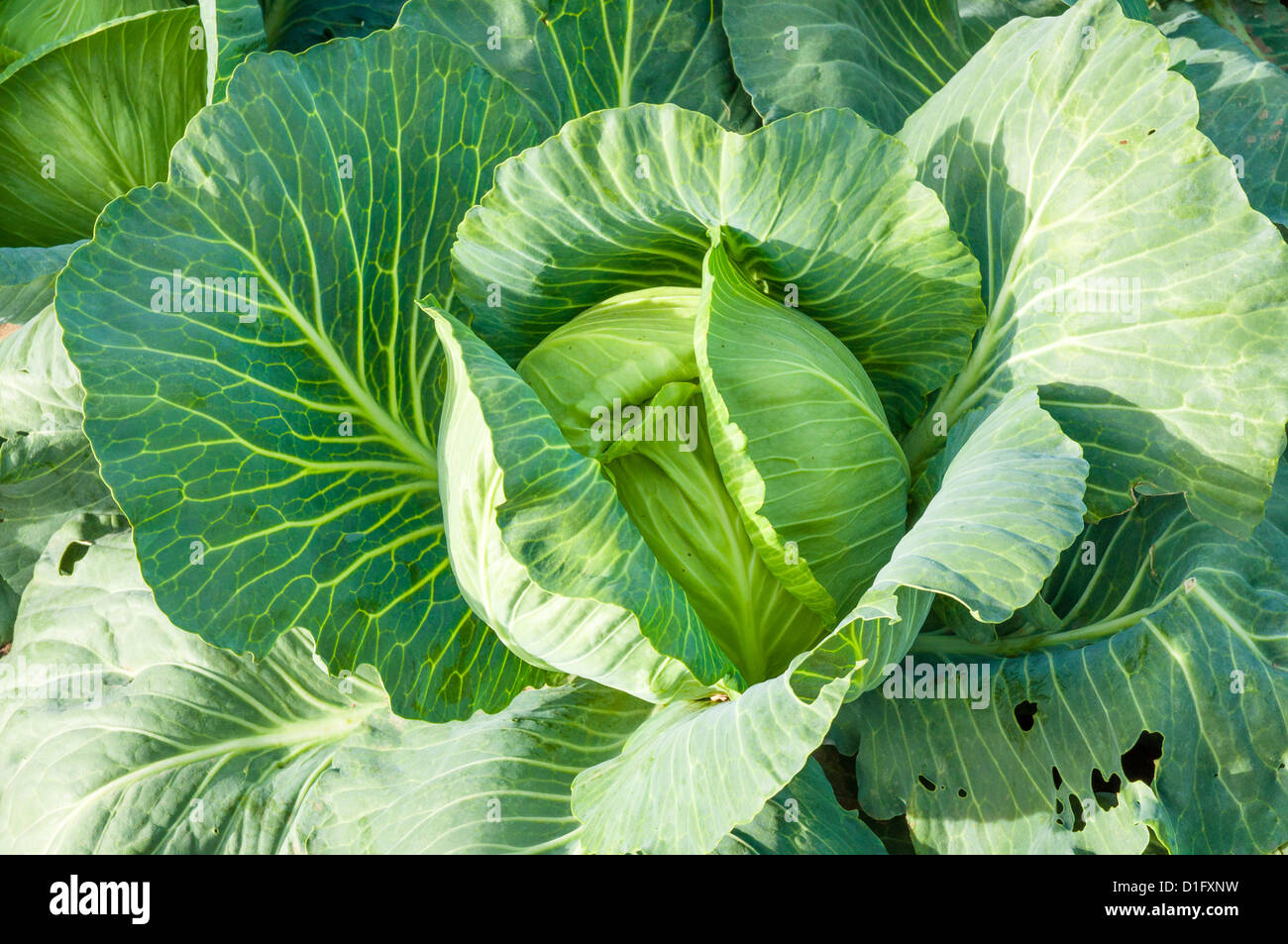 An image of cabbage ready to harvest Stock Photo Alamy