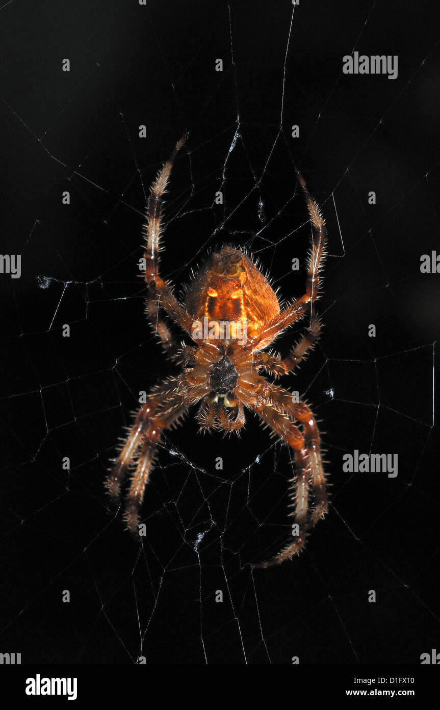 Common garden spider in web Stock Photo - Alamy