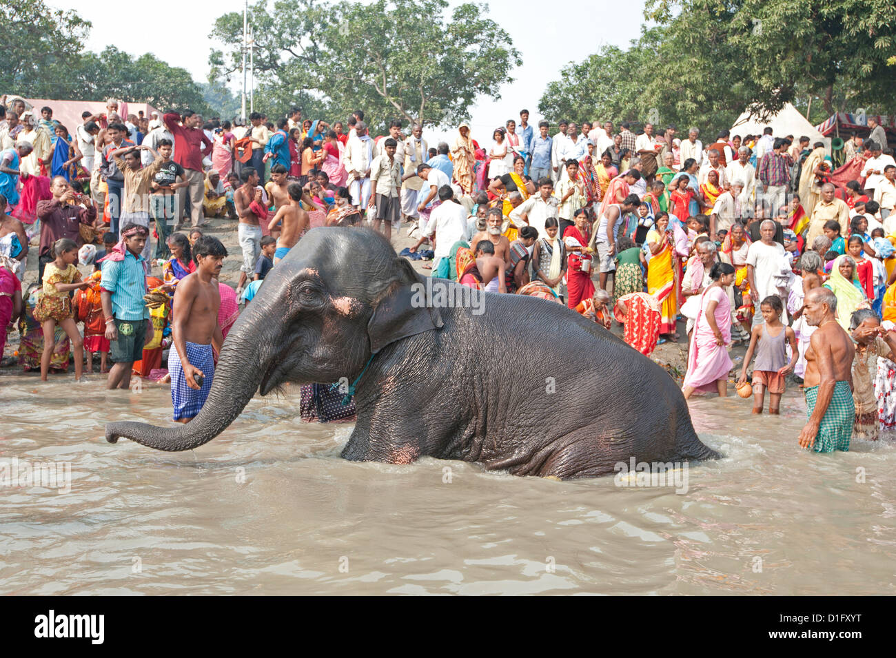 Elephant being washed near the banks of the River Ganges crowded with visitors to the Sonepur Cattle Fair, Bihar, India Stock Photo