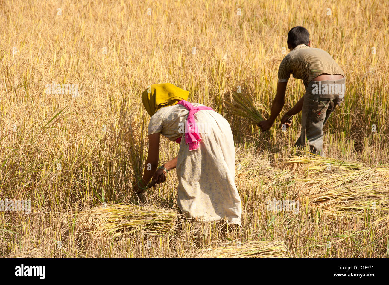 Young man and woman harvesting rice crop by hand using knives, near Rayagada, Orissa, India, Asia Stock Photo
