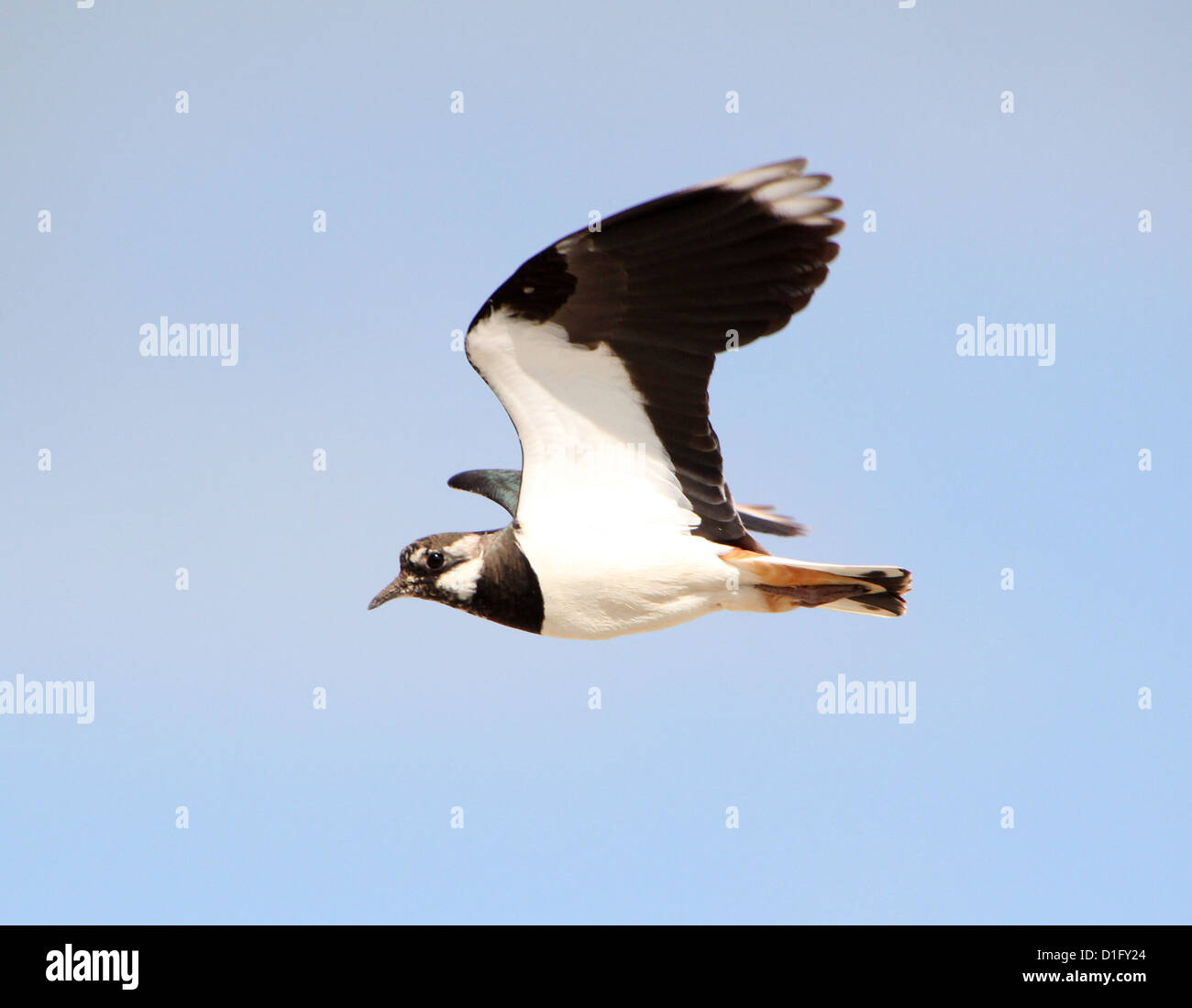 Lapwings in flight with blue sky hi-res stock photography and images ...