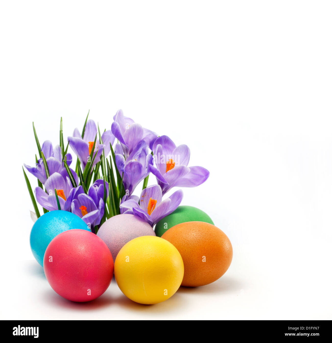 Concept of easter eggs and spring crocus on white background Stock Photo