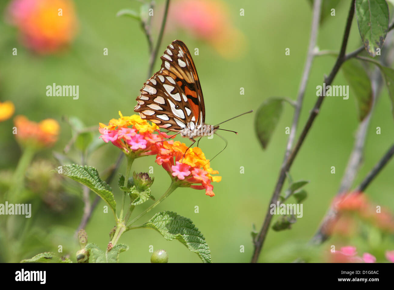 A black, orange and white butterfly pollinating a pink and yellow flower in Cotacachi, Ecuador Stock Photo
