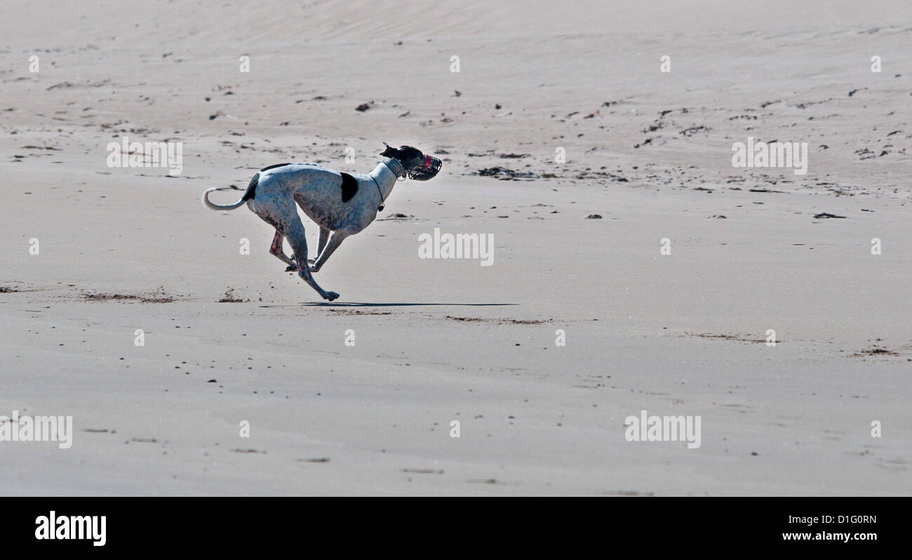 Black and white greyhound, running on beach ona  sunny day. Stock Photo