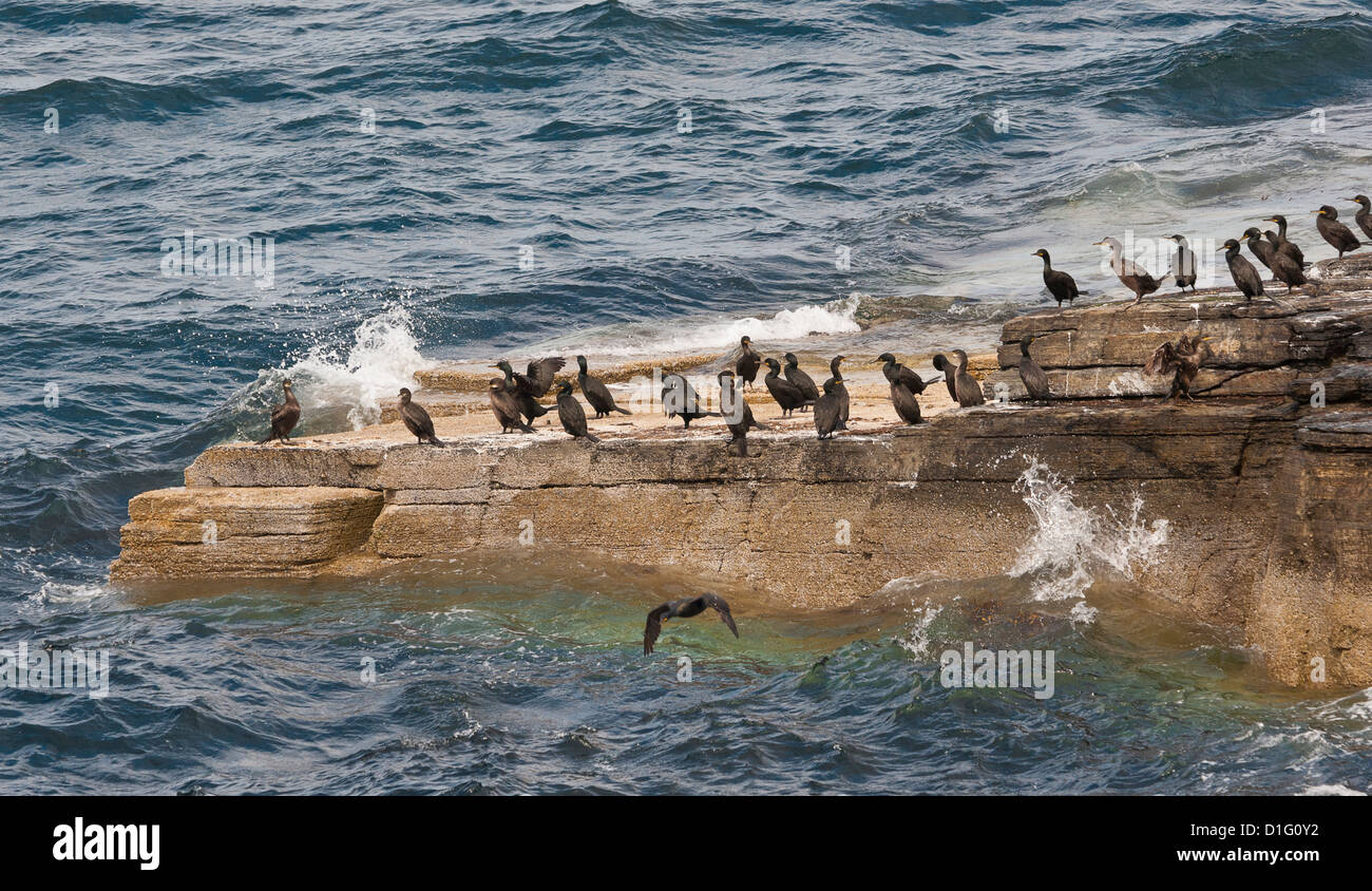 Flock of black shags on a coastal outcrop in Caithness, Scotland, with waves crashing against rock. Stock Photo