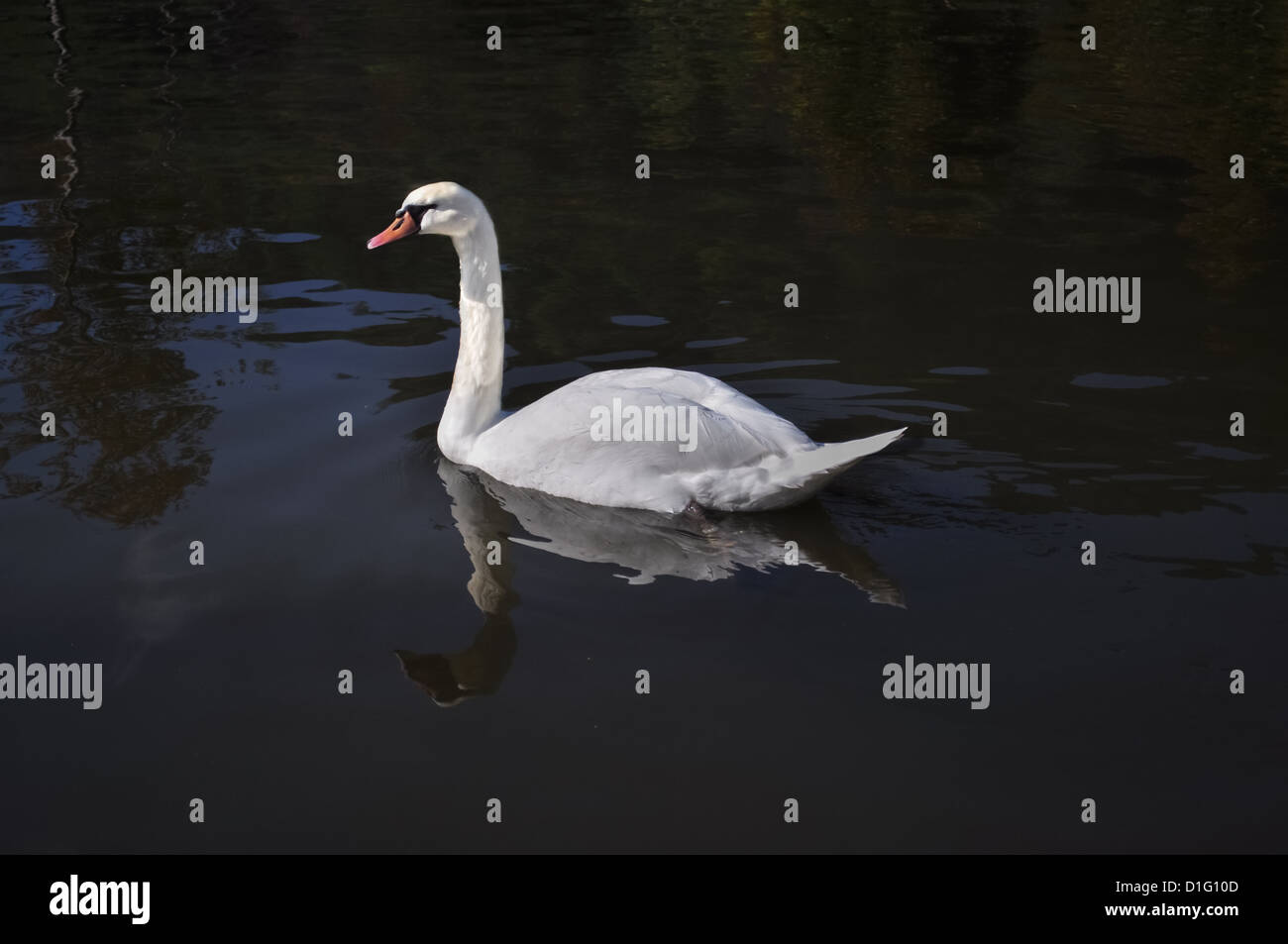 A white swan is swimming in a reflection pond Stock Photo - Alamy