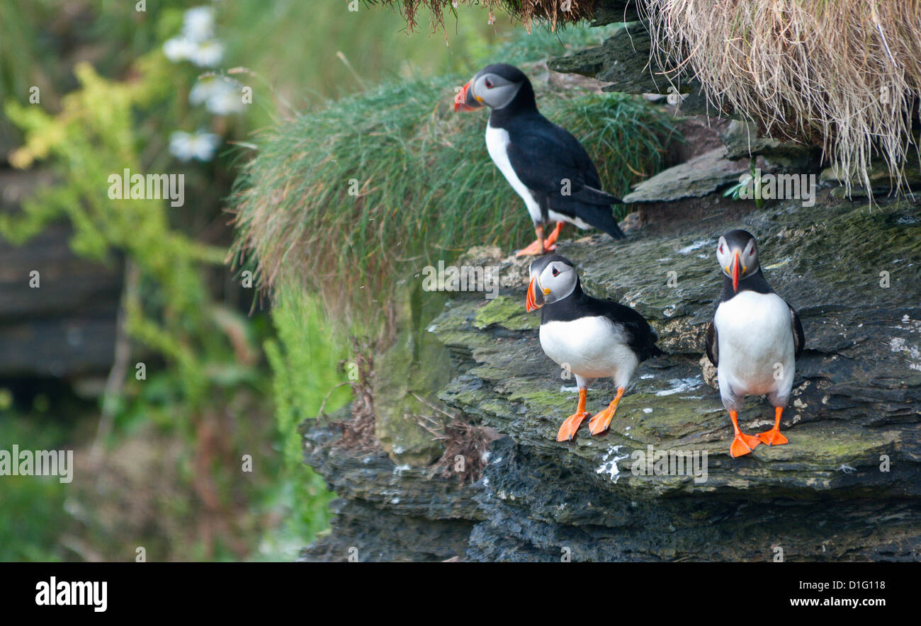 Three puffins on cliffs at Duncansby Head, Caithness, Scotland. Stock Photo