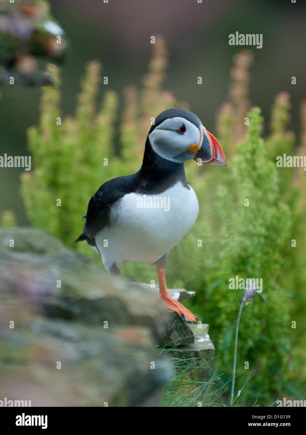 Single puffin on cliff ledge at Duncansby Head, Caithness, Highland, Scotland. Stock Photo