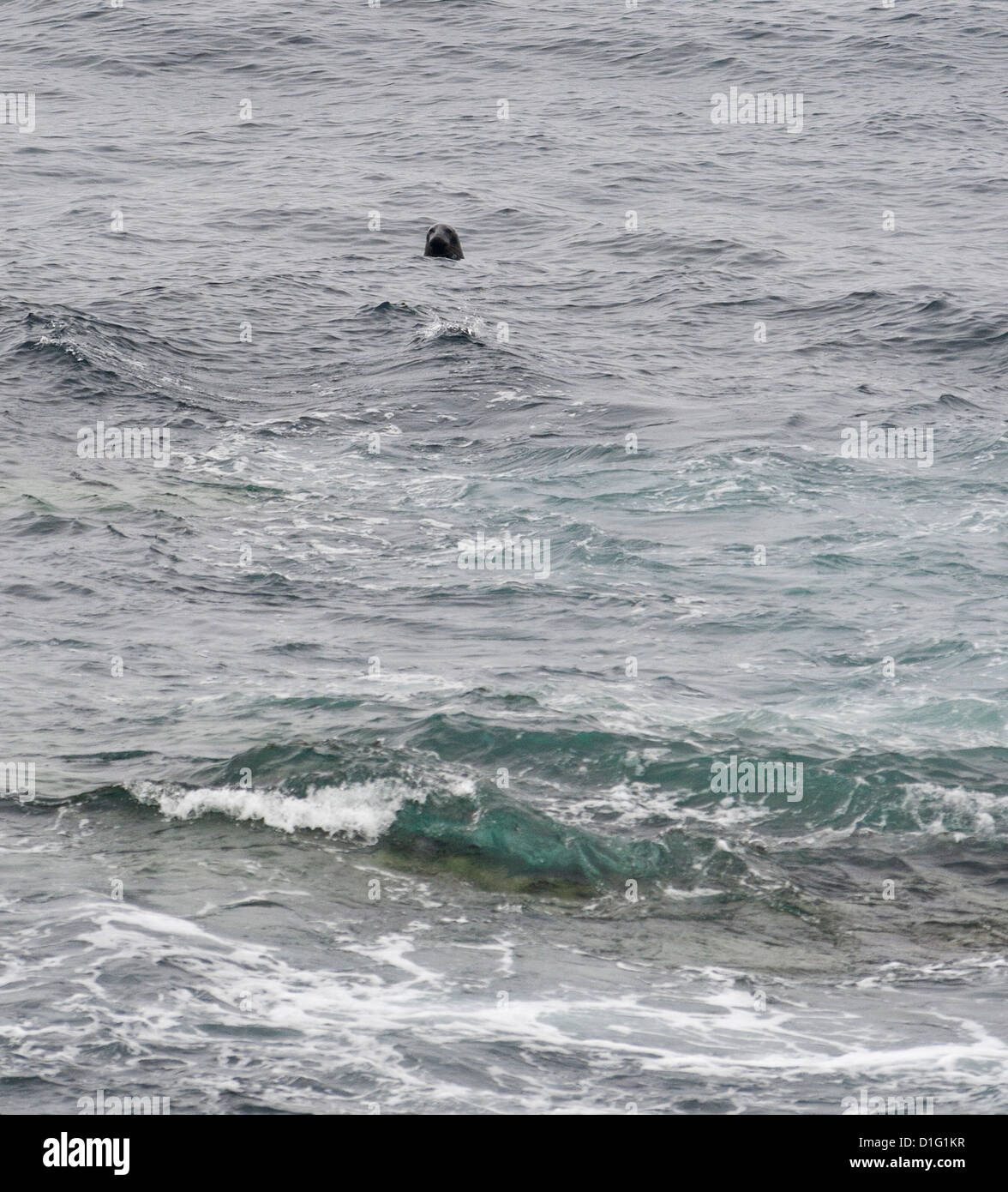 Head of a seal above the surface of a wavy sea. Stock Photo