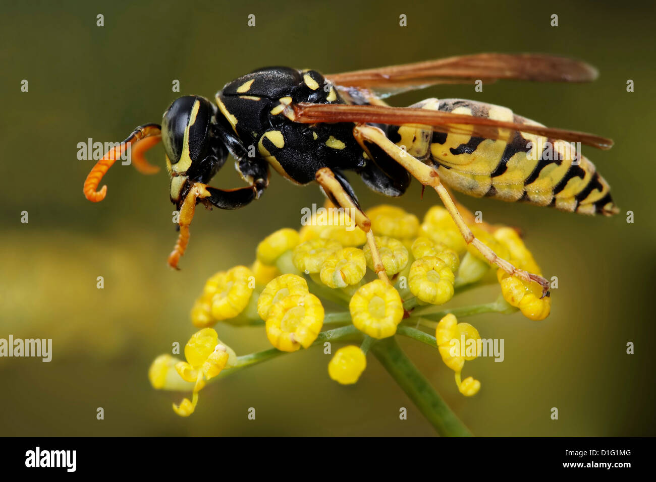 шмель оса шершень. яд осы. шмель пчела оса шершень укусы. яд осы. яд осы.