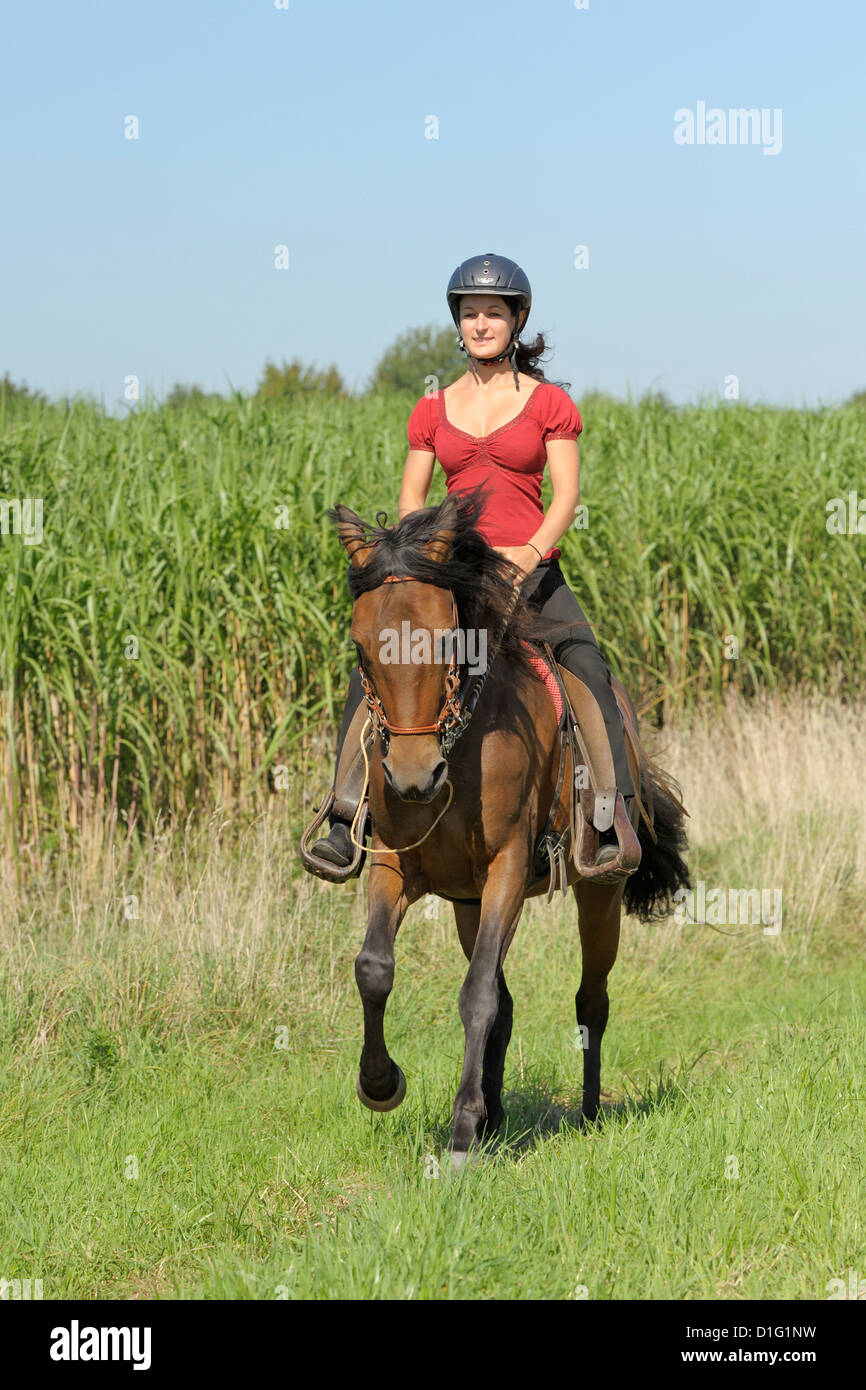 Ride out on a Paso Fino horse Stock Photo