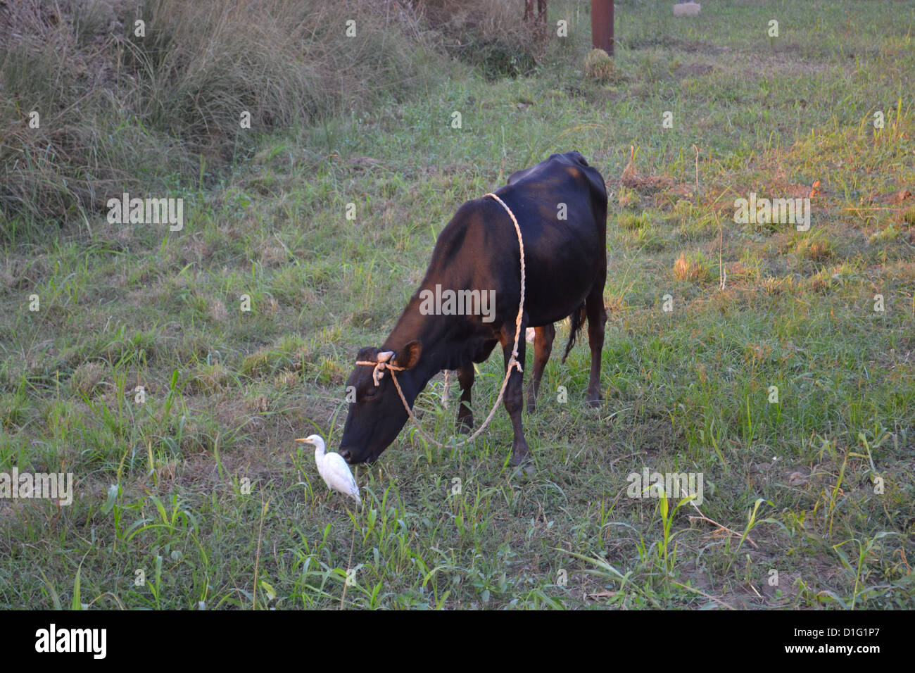 An egret, or cattle egret, which is staying close to a cow near an Egyptian village. It is looking out for any ticks to eat. Stock Photo