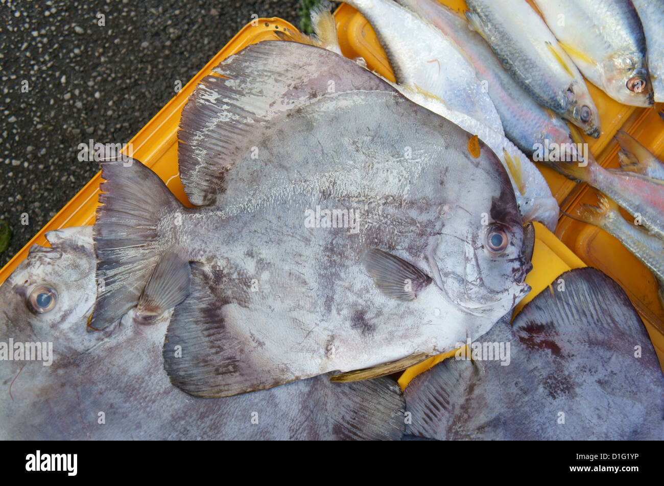 Fish At The Market In Malaysia Stock Photo Alamy