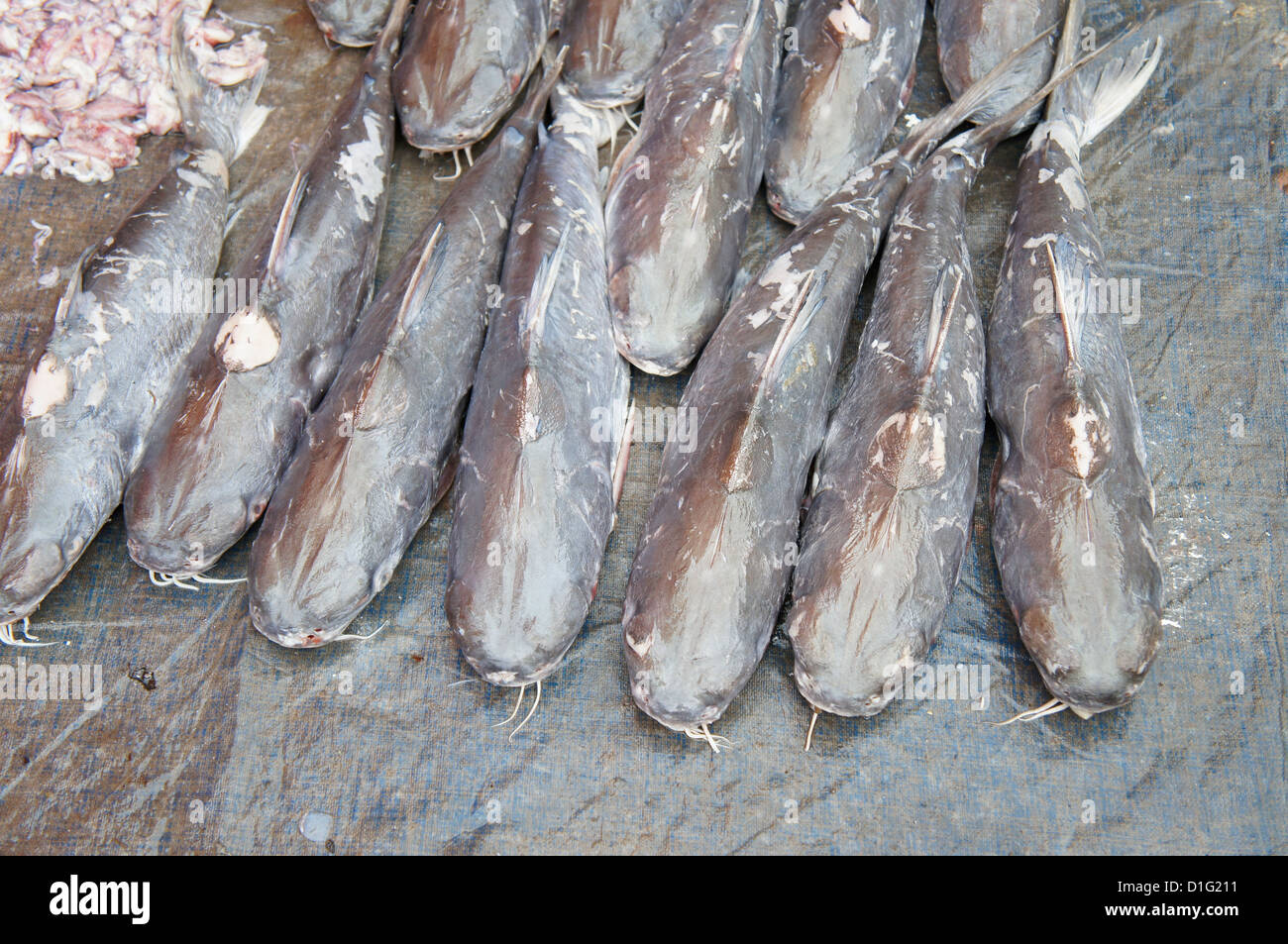 catfish at the market in Malaysia Stock Photo Alamy