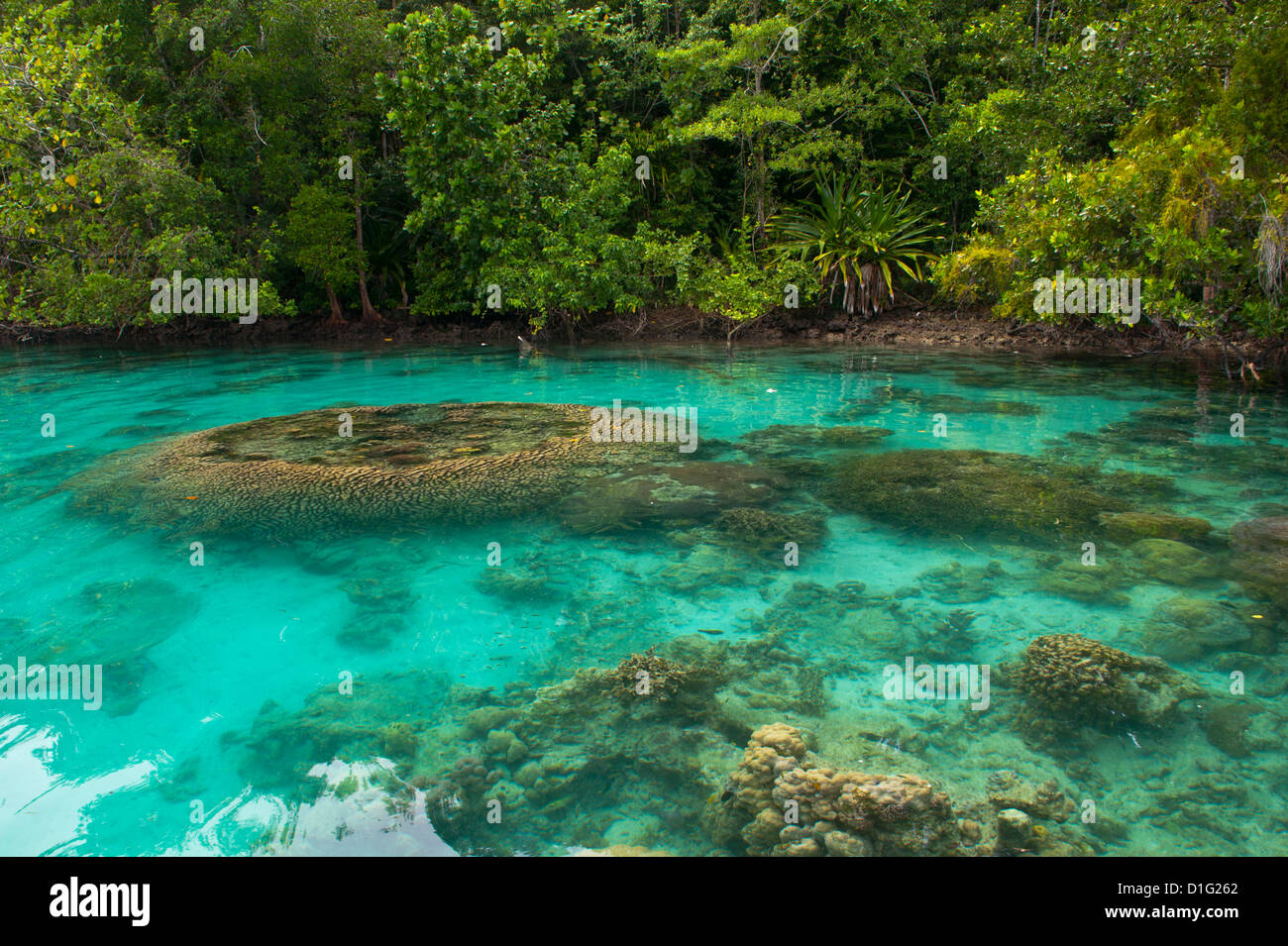 Giant clams in the clear waters of the Marovo Lagoon, Solomon Islands, Pacific Stock Photo