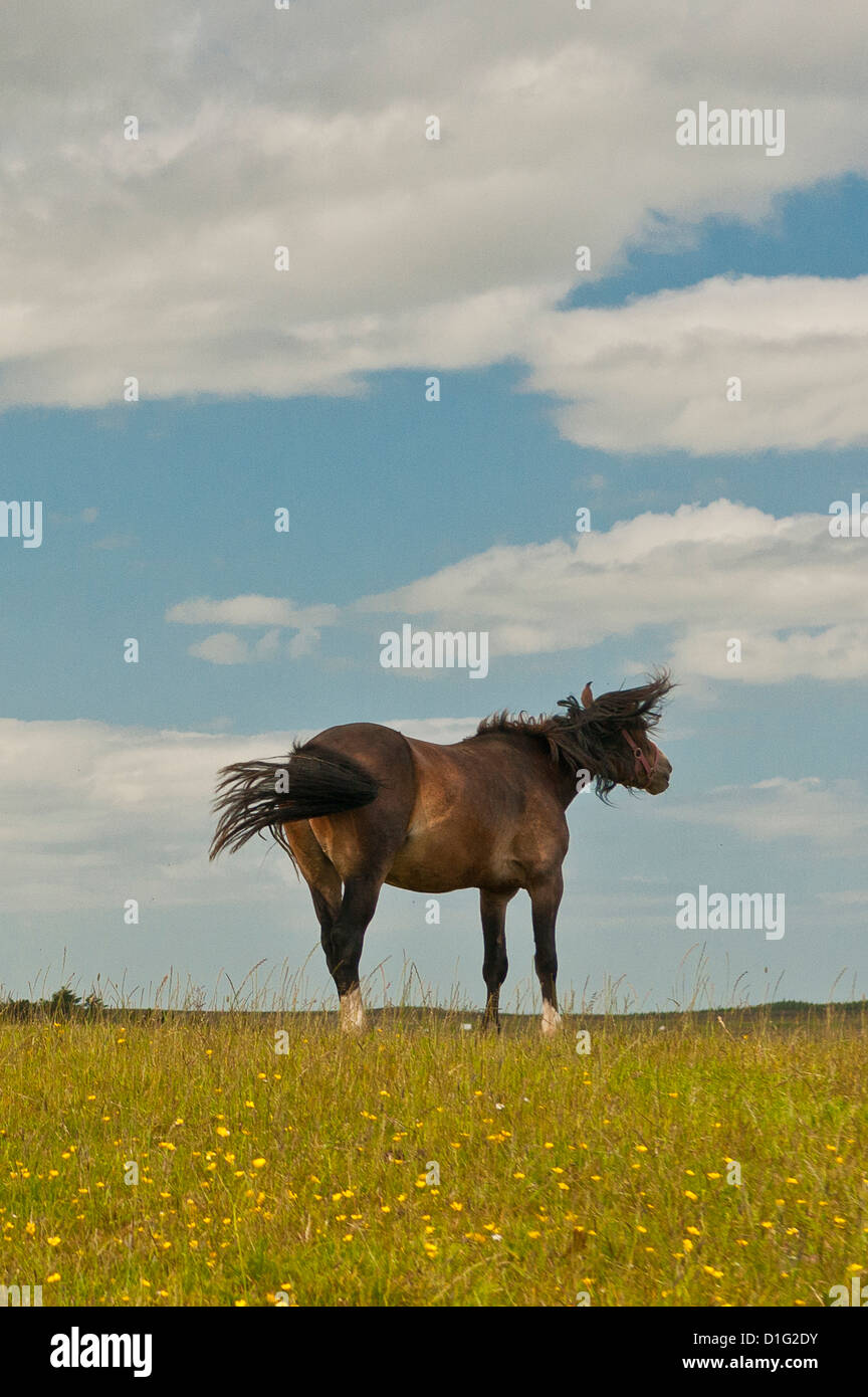 Single horse in a pasture, shaking itself; semi-sihouetted against a blue sky with white clouds Stock Photo