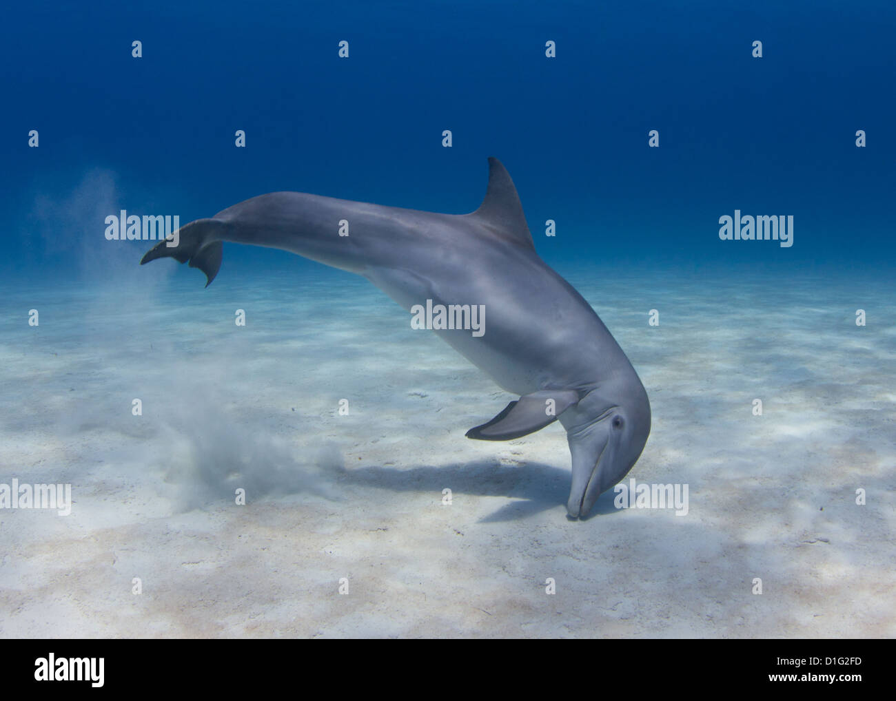 Common Atlantic Bottlenose Dolphin Crater Feeding Stock Photo