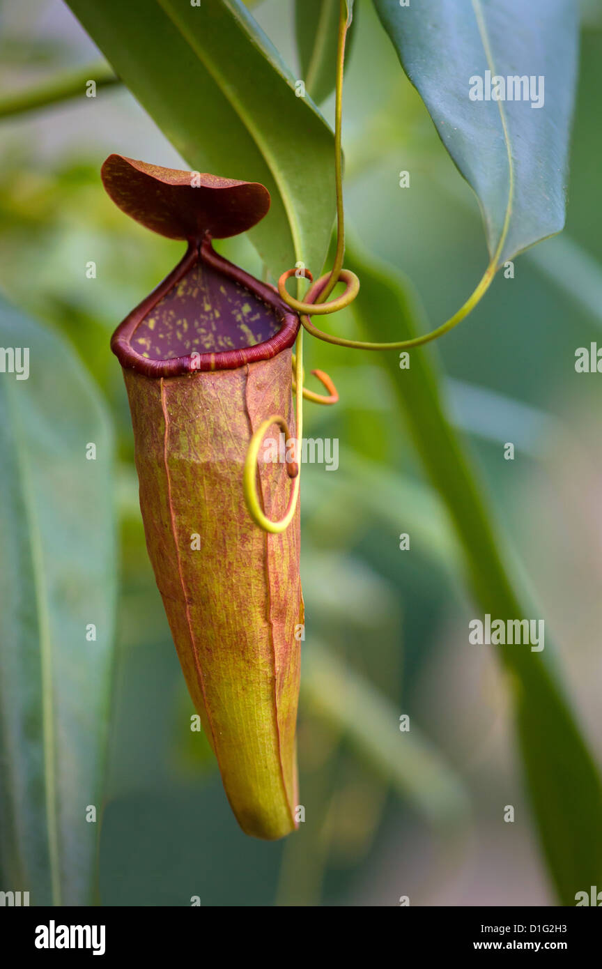 Pitcher Plant in the tropical house at Bristol Botanical Gardens Stock Photo Alamy
