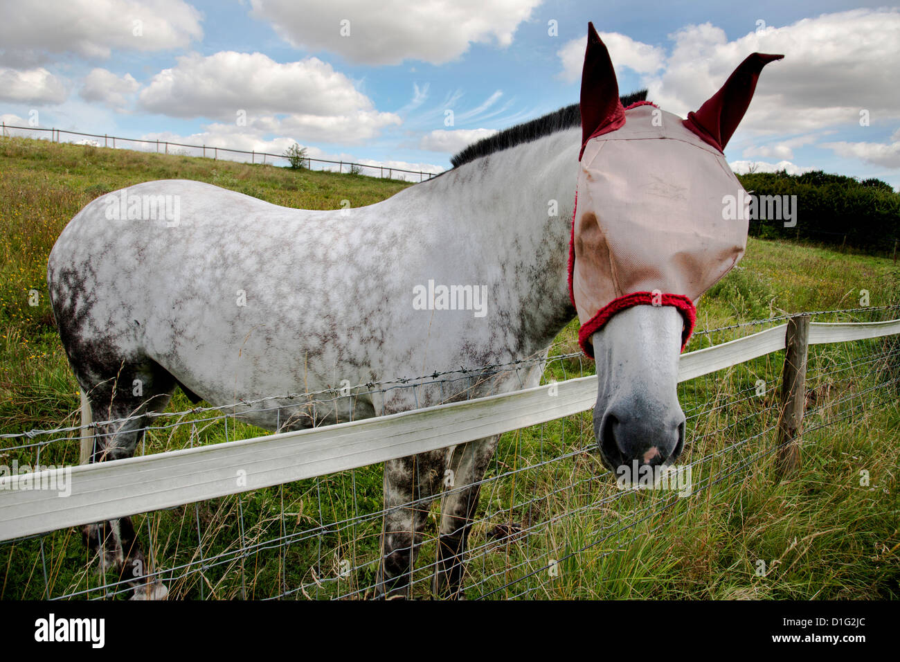 Dappled grey horse with fly mask leaning over an electrified fence Stock Photo